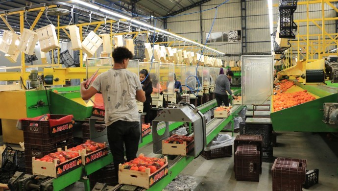 narenciye-paketleme--63cfdb677b389e5ff70e