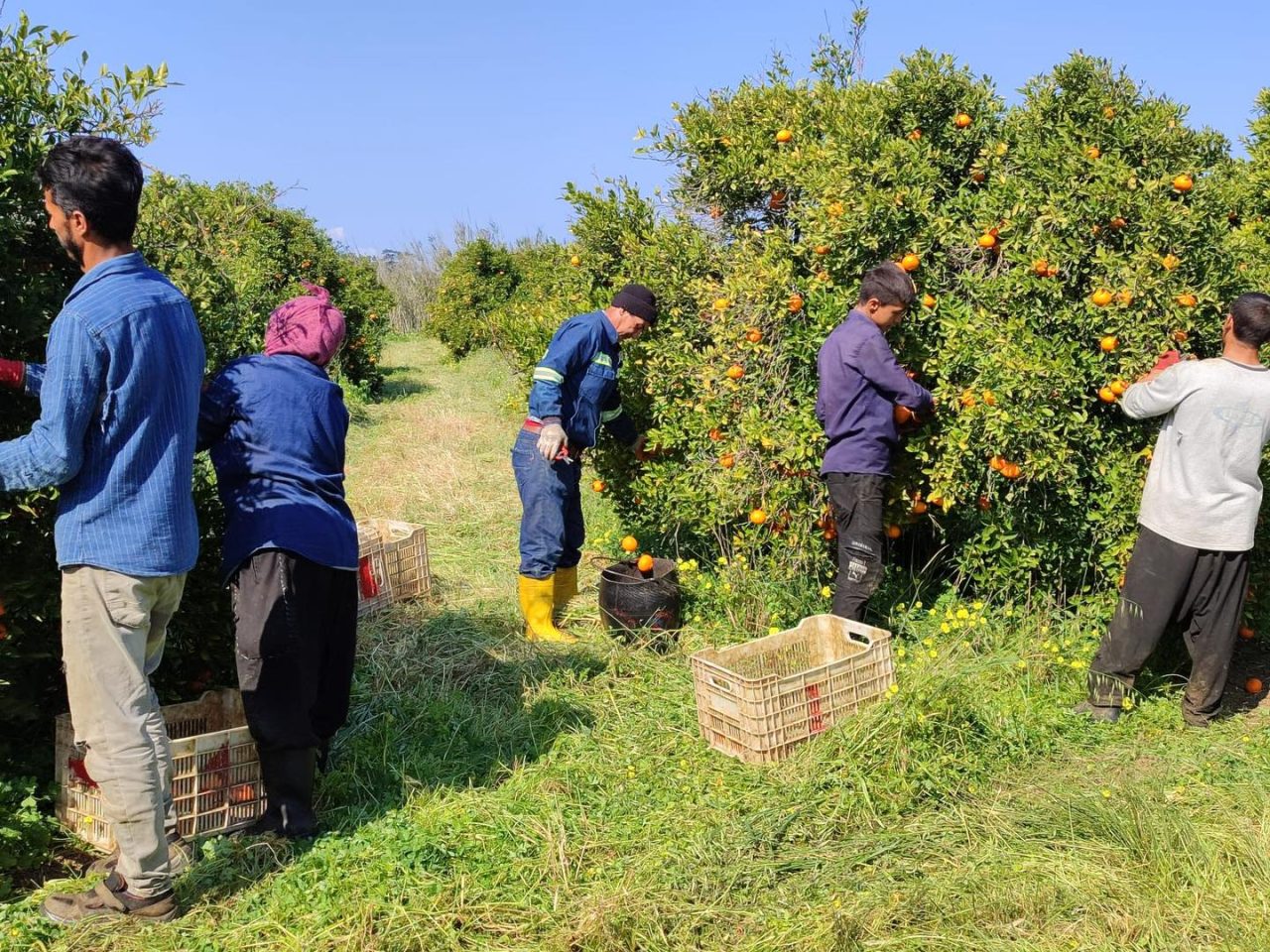 Narenciye-Kesim-Ekipleri-1280x960.jpg