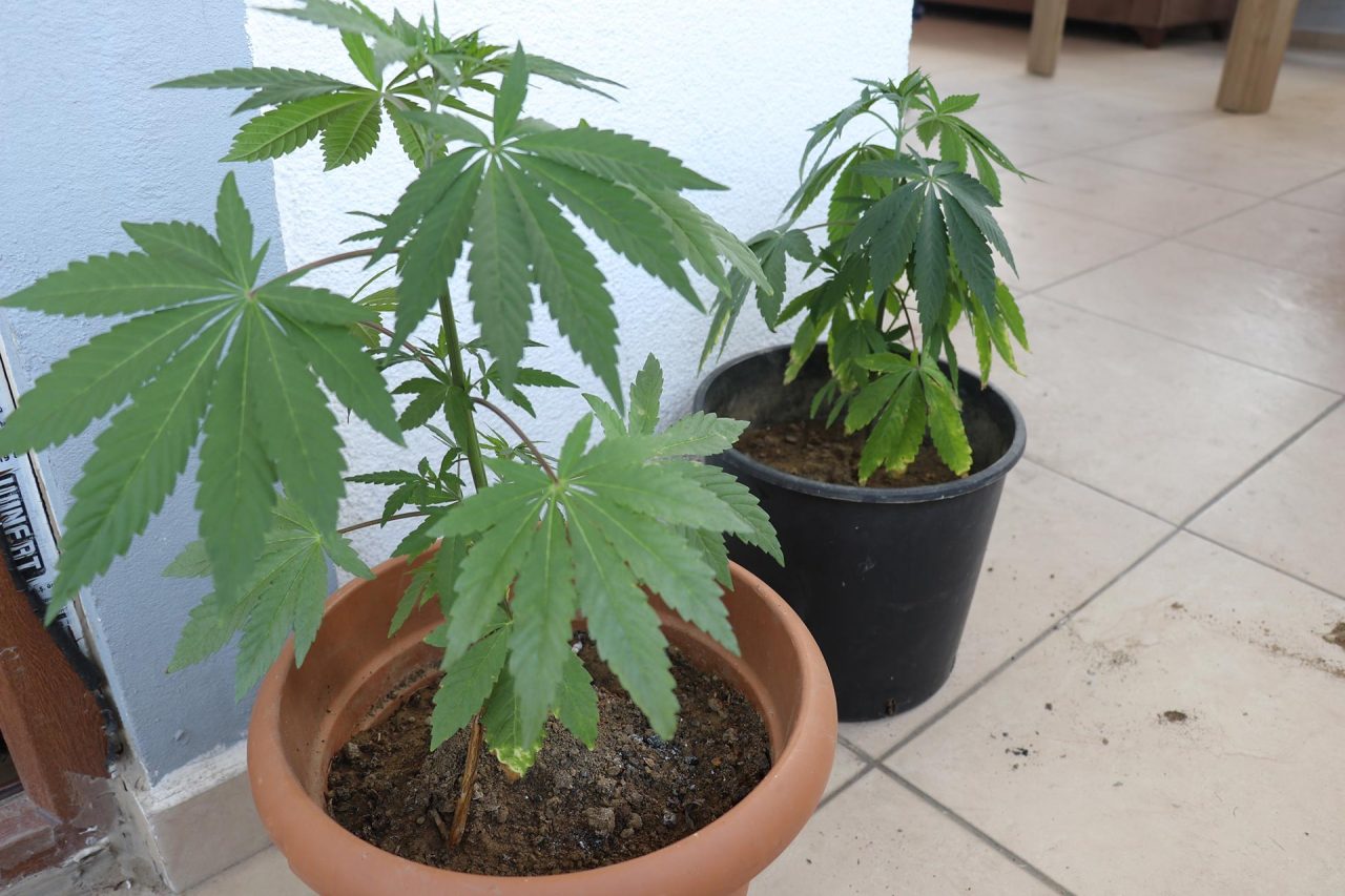 saksıda hintkeneviri